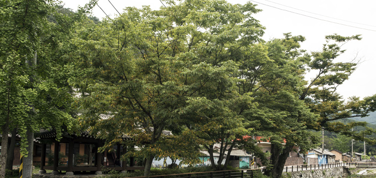 충효동 왕버들 군