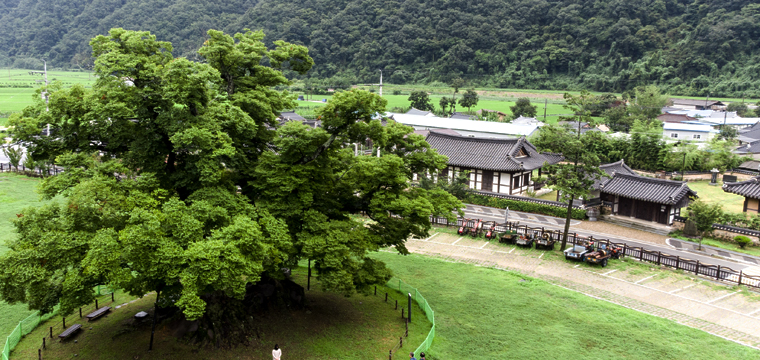 느티나무와 은행나무