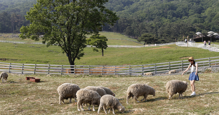무등산 양떼목장