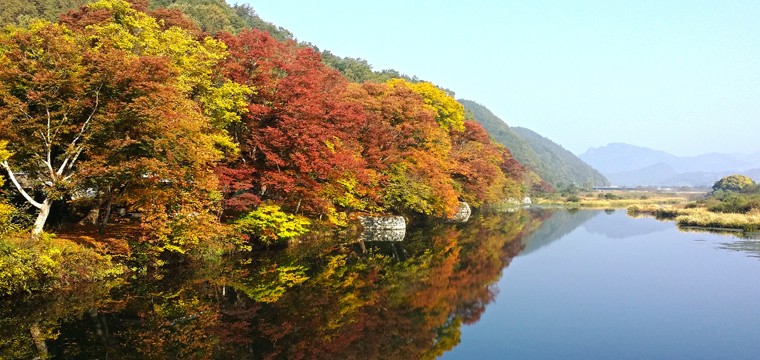 화순 연둔리 숲정이
